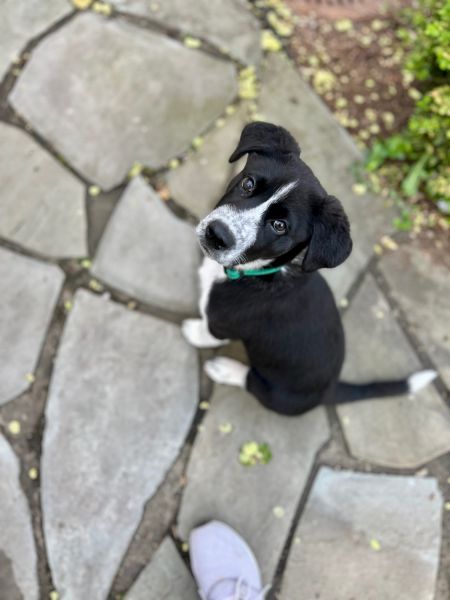 Blue Heeler/Great Dane Puppy for Adoption