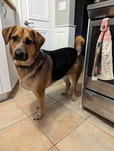 Loveable dog for free