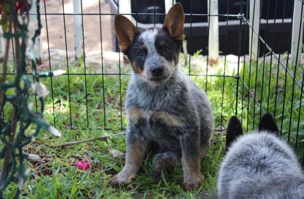 Blue Heeler Male pup 8 weeks old