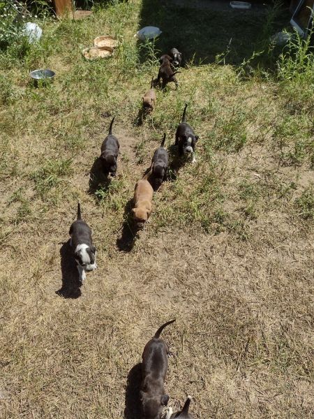 Bulldog and hoond dog puppy Ask 150