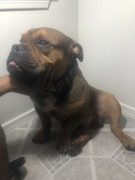 Good loving family dog