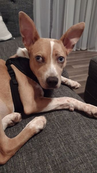 Australian Cattle Mix