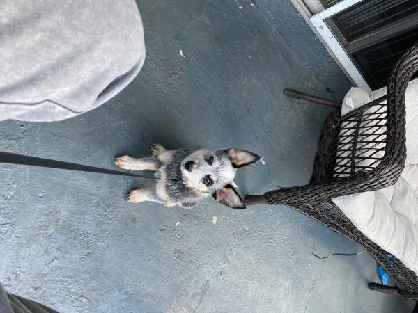 BEAUTIFUL Australian Cattle- Blue Heeler Puppy!!!