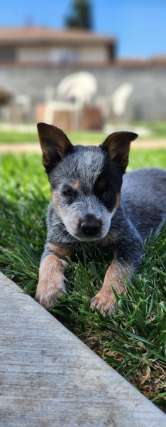 Australian Cattle Dog puppies