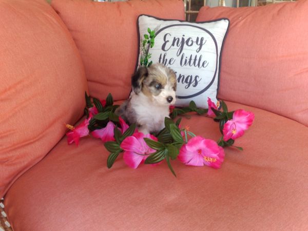 Forever Homes for 7 Corgi Aussie Doodles