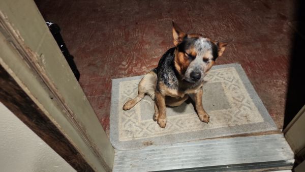 Looking for free,or under a 100.00