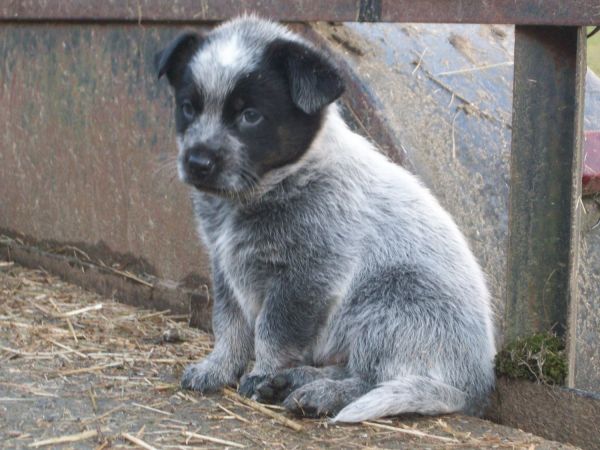 Australian Queensland Blue and Red Heelers