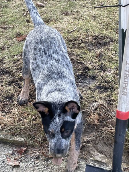 Blue Heeler