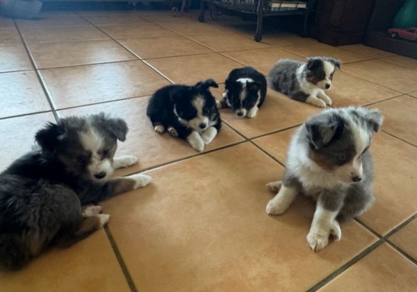 Australian Sheppard Toy