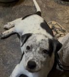 Ziggy is looking for a loving home