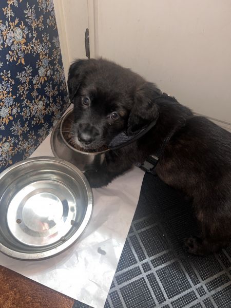 8-Week-Old Male Australian Shepherd Puppy – Ready for a Loving Home!