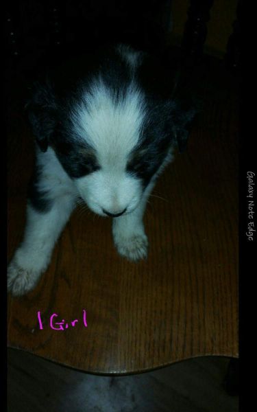 Australian Shepherd Pups