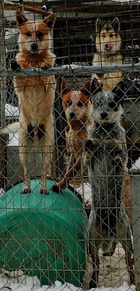 AKC/UKC Australian Cattle Dog Puppies for sale