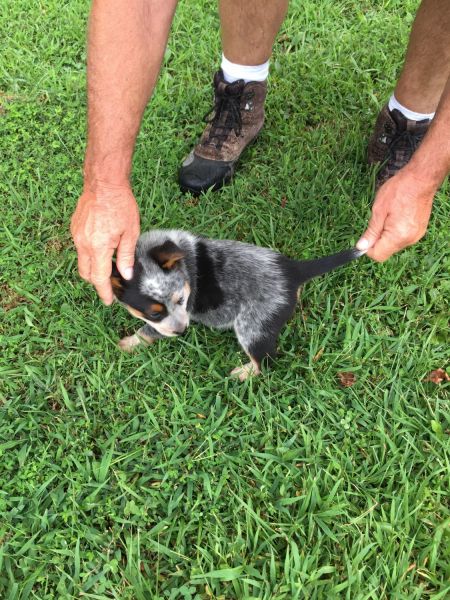 Blue Heeler Puppies