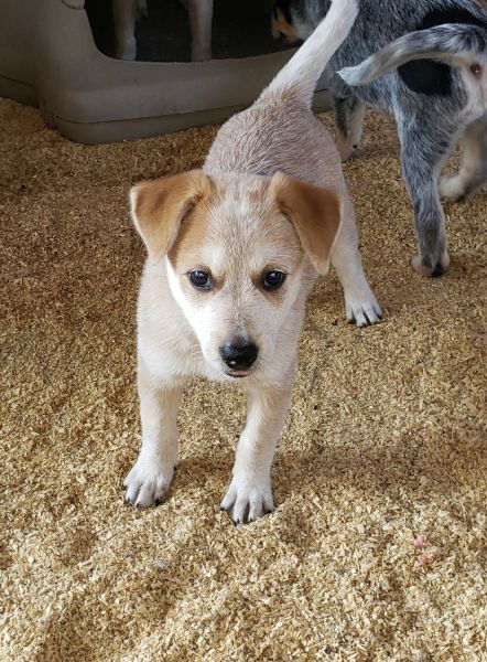 Blue male & red female