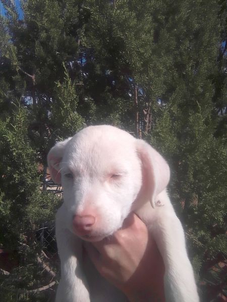 For sale border collie/ Australian shepherd mix