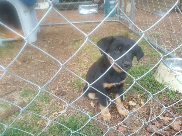 Female Kelpie puppy