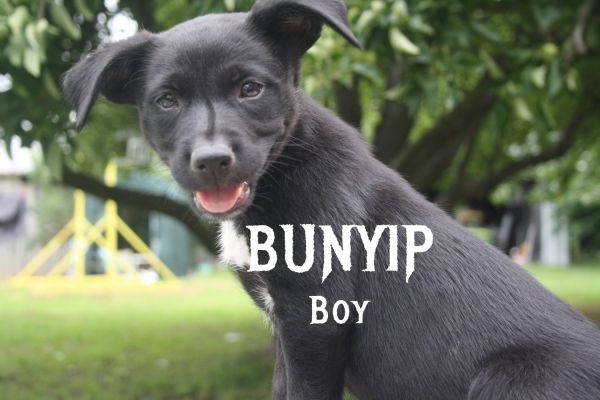 Kelpie Pups - Sire Canine Hero Highly ***
