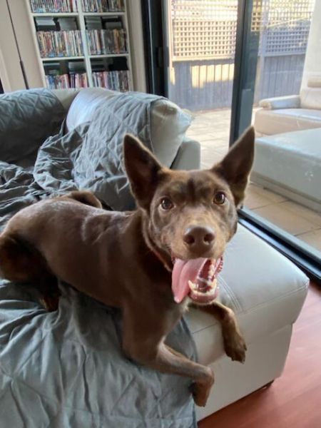 URGENT Free to Good Home