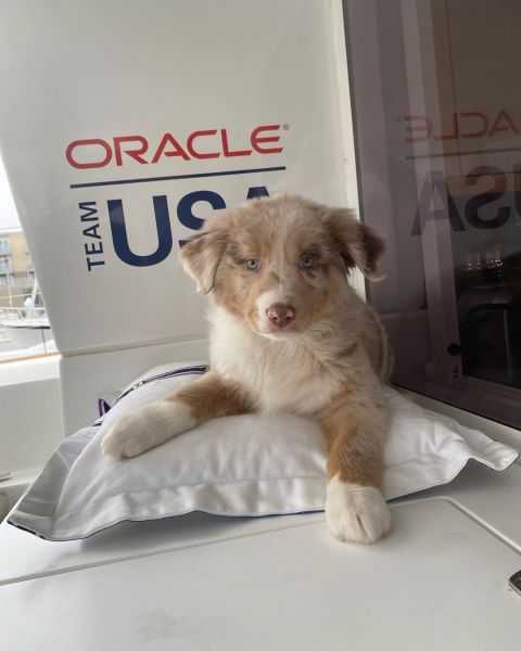 loyal Australian Shepherd Puppies