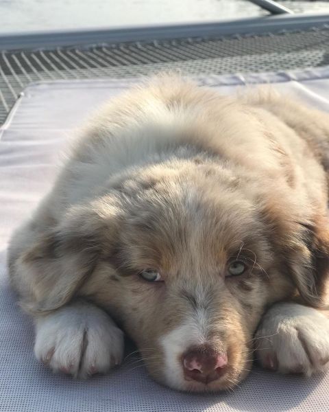 Capable Australian Shepherd Puppies