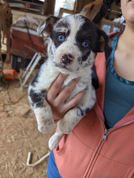 Australian shepherd mix