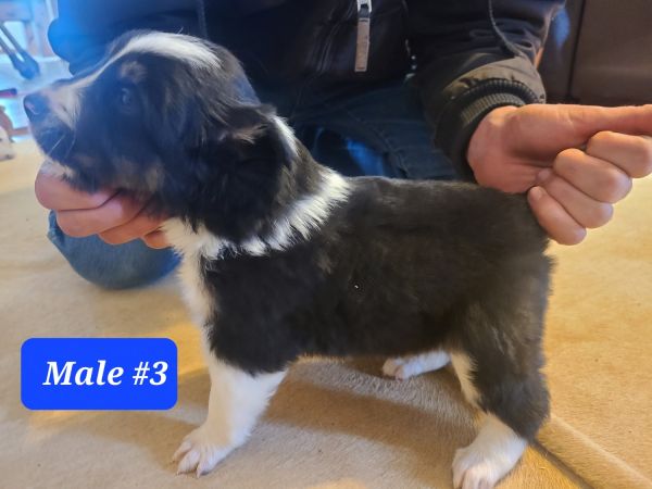 Australian sheppard puppies 4 weeks old
