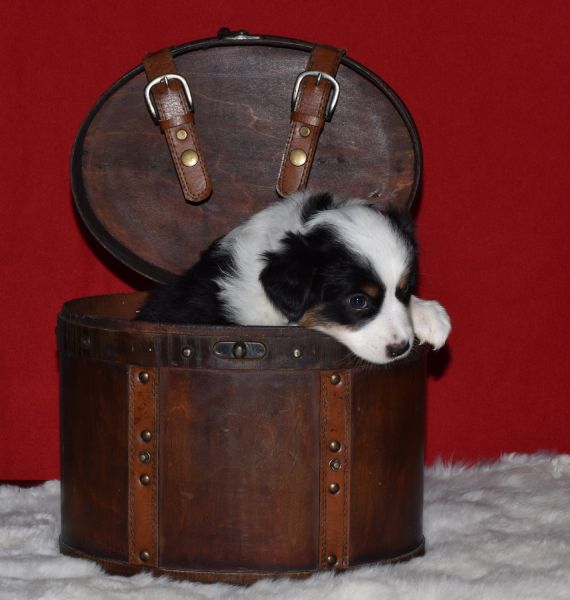 MINITURE AUSTRALIAN GIRL