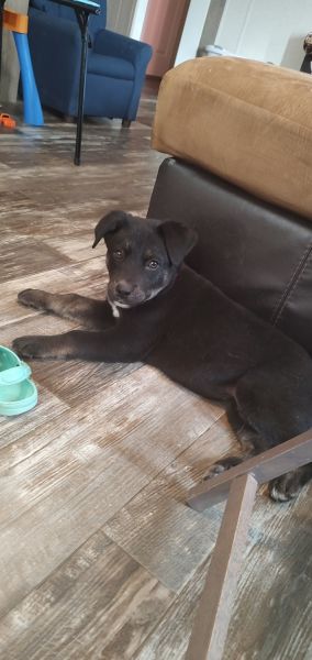 German shepherd/ lab