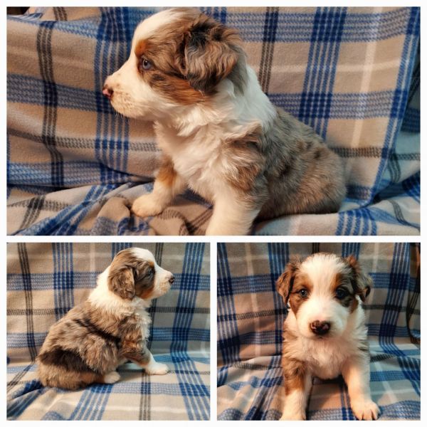 Australian shepherds available