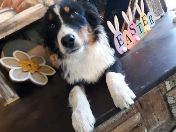 ASCA Australian Shepherds