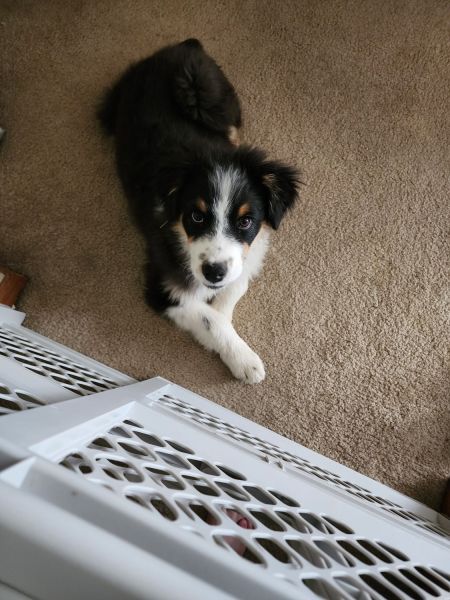 For sale to loving family who can give him lots of love and attention.