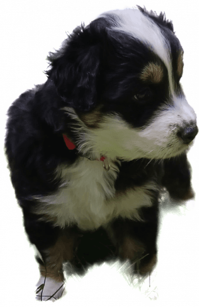 Australian Shepherd