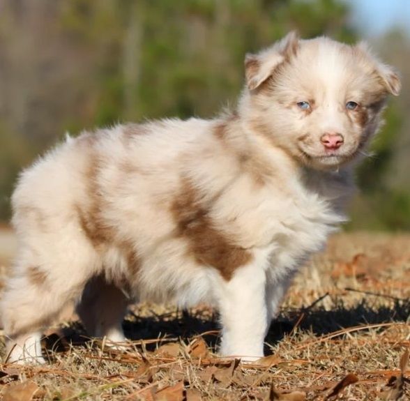 Australian Shepherd puppies for sale