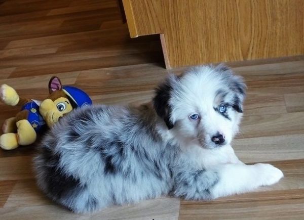 Adorable Australian Shepherds