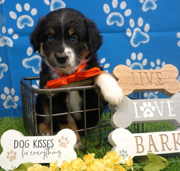 Mini Australian Shepherd