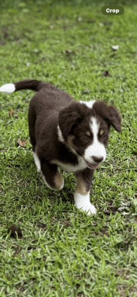 Australian Shepherd puppies