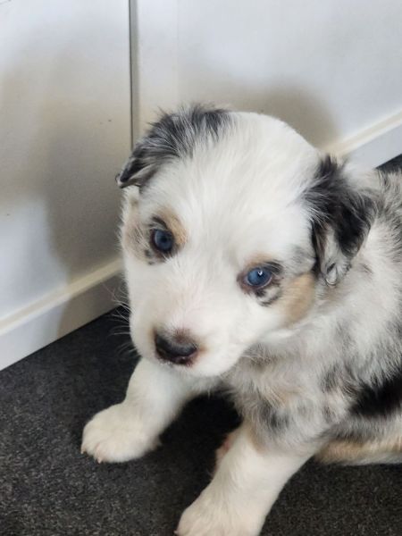 Beautiful Australian Shepherd puppies