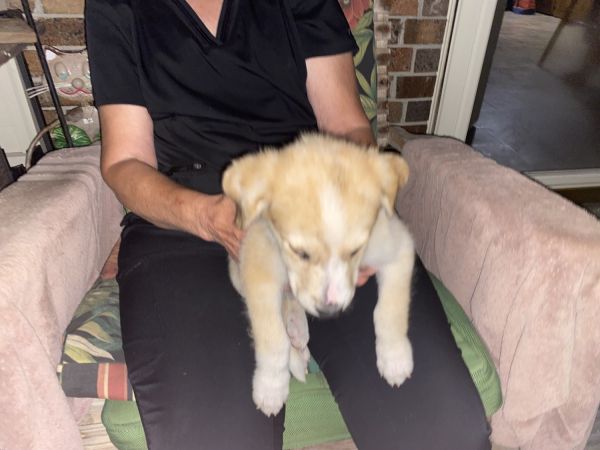 Australian shepherd pups