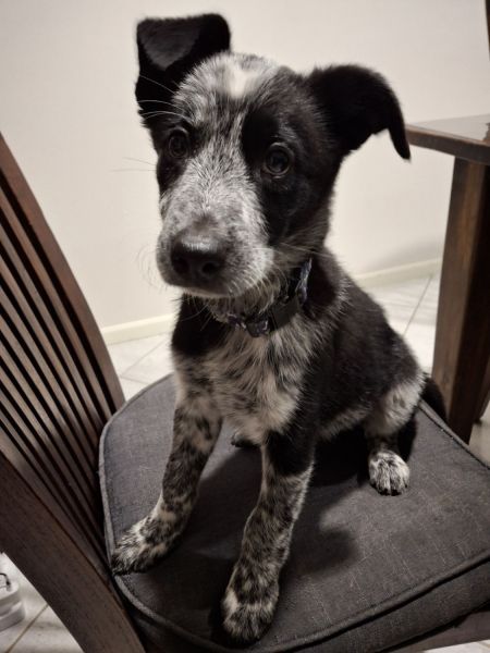 AUSTRALIAN SHEPHERD/ BORDER COLLIE/ CATTLE PUPPIES