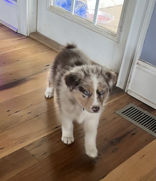 Red Merle Male /red collar/ lulu