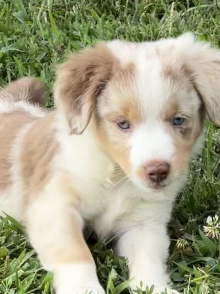 Mini Australian Shepherd