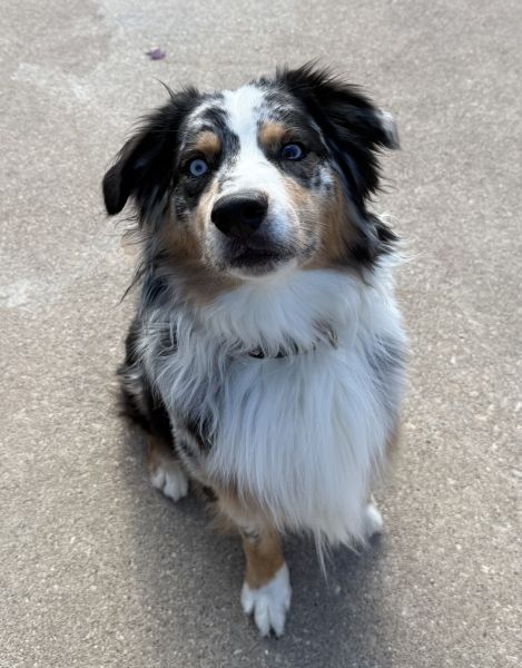 Blue eyed male blue merle