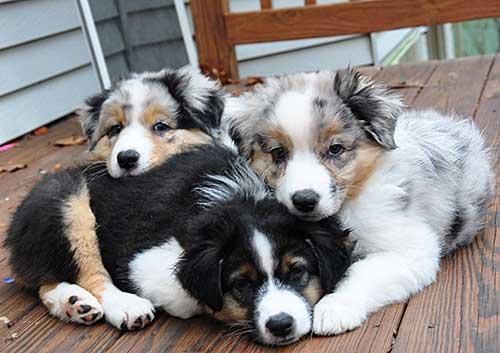Australian Shepherd Puppy for Sale