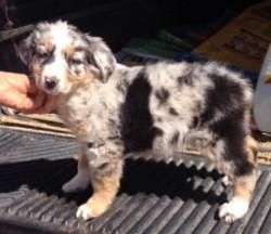 Australian Shepherd puppies