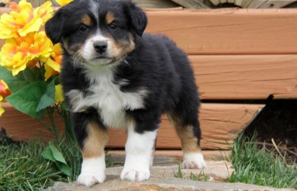 Charming Australian Shepherd puppies