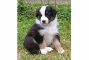 Australian Shepherd Puppies