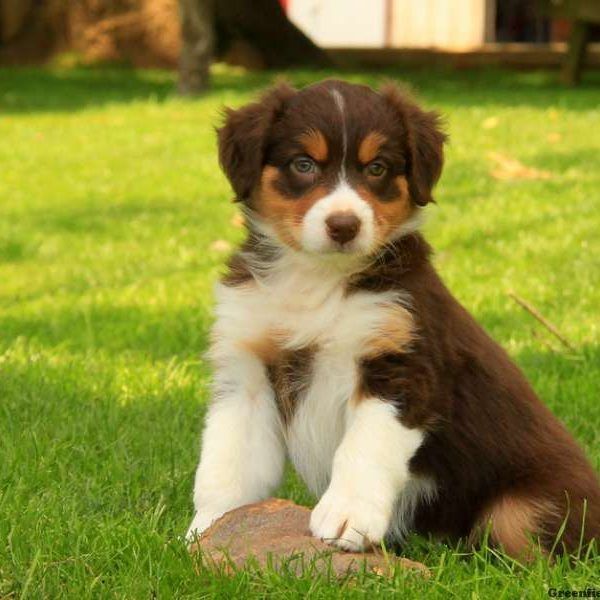 Australian Shepherd Puppies For Sale