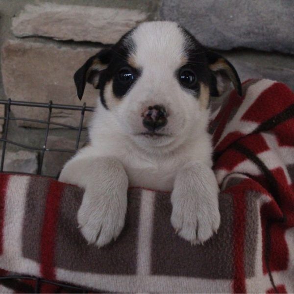 Jasper Aussie/Beagle ***