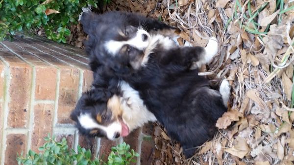Australian shepherd puppies